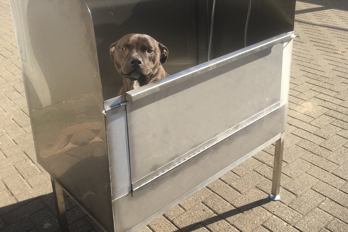 steel dog grooming bath with buster the dog inside